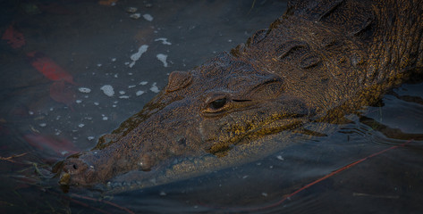 cocodrilo descansando y tomando el sol a orillas del lago
crocodile resting and sunbathing on the lake