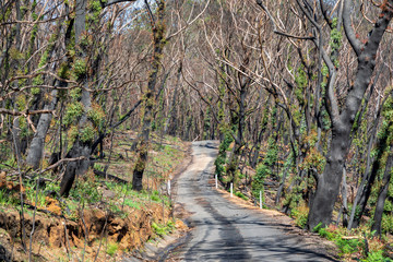 Trees regenerating in The Blue Mountains in Australia after the severe bush fires