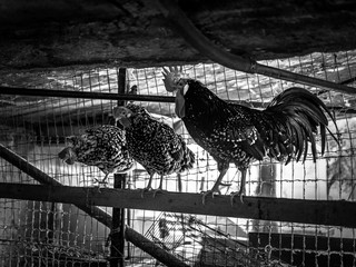 The king of the chicken coop poses for the photo