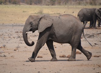 Juvenile young elephant on the move at a dry dusty waterhole in Kruger National Park in South Africa