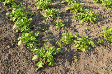 Potato on an organic household field. Springtime plowed soil with potato bushes with green leafs stacked in a row. Authentic farm series.