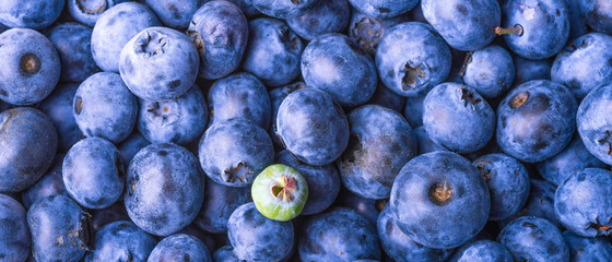 Ripe blueberries and one green berry - close-up, macro