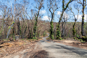 Trees regenerating in The Blue Mountains in Australia after the severe bush fires