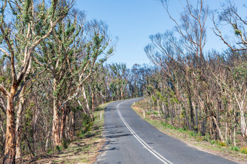 Trees regenerating in The Blue Mountains in Australia after the severe bush fires