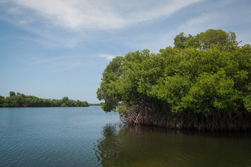 lake in the forest of mangroves