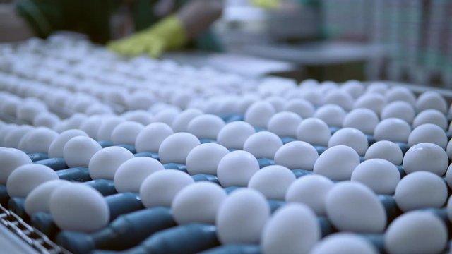 conveyor belt moving with white chicken eggs on the background working workers poultry farm