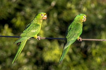 maritacas ou brazilian parrots landed on a high voltage wire in Brazil