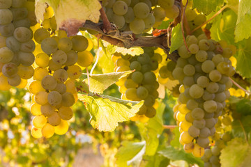 bunches or backlit ripe Sauvignon Blanc grapes growing in organic vineyard at harvest time