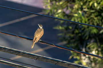 little well-seen bird perched on a street wire in Brazil