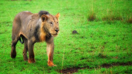 Naklejka na ściany i meble Lion prowling in Queen Elizabeth National Park, Uganda