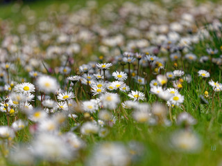 A meadow of daisies in the first sun of spring