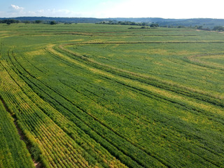 Aerial view of green soybean fiel in Brazil