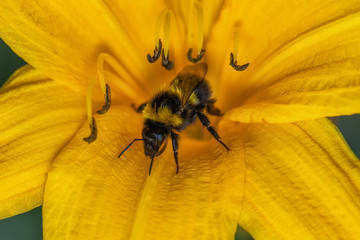 bee on yellow flower