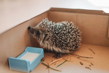 hedgehog