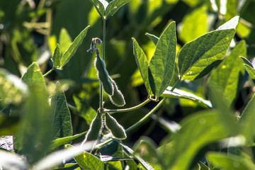 green soybean field in Brazil