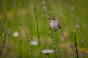 bird on the grass