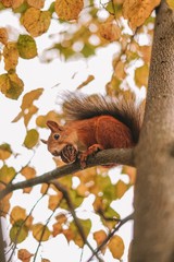 squirrel on tree