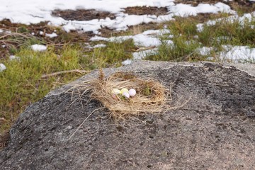 Colorful Easter Eggs in a nest in nature.