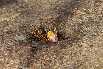 Cute chicken come out from easter egg.