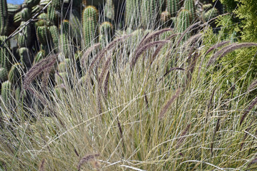 Wild California Wheat