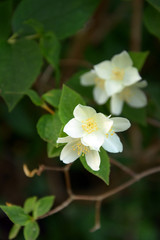 Obraz na płótnie Canvas jasmine branch in the garden a beautiful shrub with white flowers 