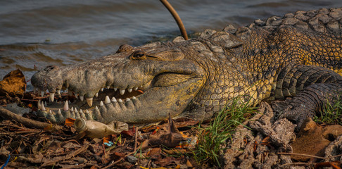 cocodrilo descansando y tomando el sol a orillas del lago
crocodile resting and sunbathing on the lake