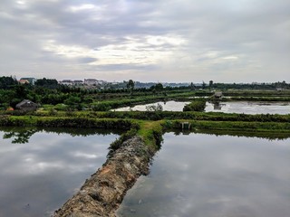 Fototapeta premium View of rice fields and levees in central Vietnam