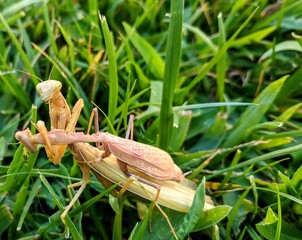 praying mantis eating another mantis in tall grass