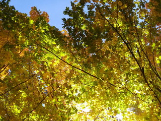 Beautiful colorful tree top branches in the fall.  Sun illuminates so brightly that gives the mix color leaves a golden shimmering tone.  The photo angle makes the branches look like a roof