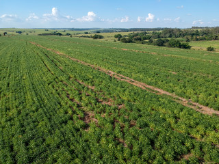 Fototapeta na wymiar Aerial view of green soybean fiel in Brazil