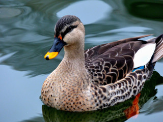 YELLOW-BILLED DISC in a pond in the open air.