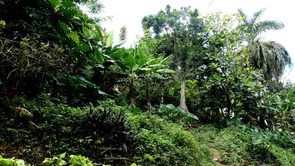 Jamaica backyard