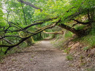 &Uuml;berwucherter Waldweg