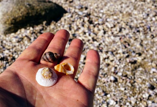 Mans hand with three different shells