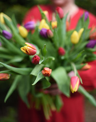 Obraz premium bouquet of multicolor tulips fresh spring flowers