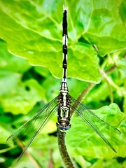 dragonfly on a branch
