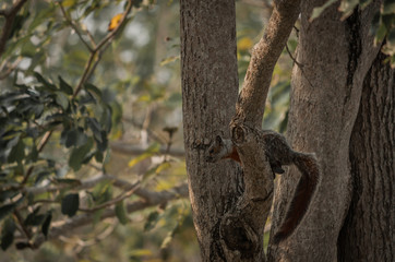 ardilla escondida en un arbol
squirrel hidden in a tree