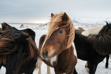 fluffy icelandic horses on sunset in winter