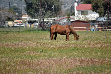 Chestnut Mare in a Pasture