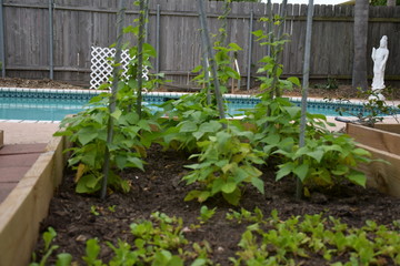 garden bed and plants