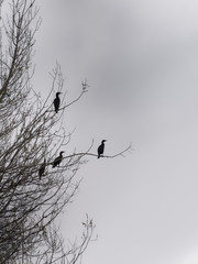 The silhouettes of trees and birds stand out against the gray sky