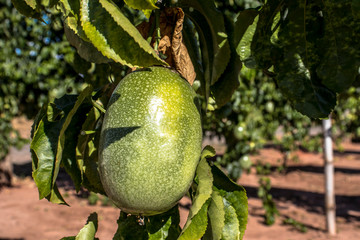 A farm of passion fruits is in the harvesting season in Brazil