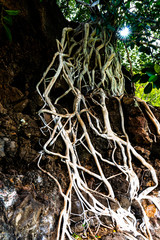 Exposed flowing intricate tree roots white in color clinging to black lava rock. It looks like a river in stark contrast. A sign of determination