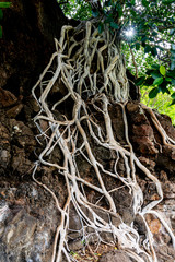 Exposed flowing intricate tree roots white in color clinging to black lava rock. It looks like a river in stark contrast. A sign of determination