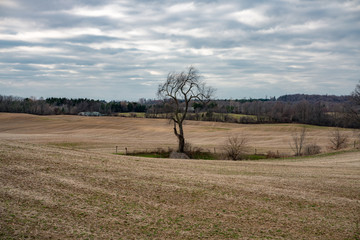 image of an isolated tree in the field with cloudy sky