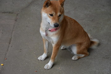 Shiba Inu