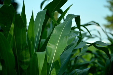 green corn leaves on the field close-up