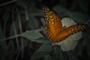 hermosa mariposa monarca sobre flores del jardin
beautiful monarch butterfly on garden flowers
