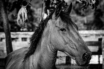 Obraz premium Horse Head