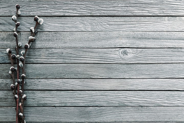 willow branches on gray wooden background